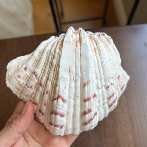 Natural clam shell soap dish - Picture 7 of 7